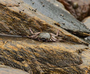 A crab is crawling on a rock