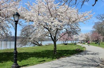 Cherry and plum trees blooming along the Manhattan Waterfront Greenway by the Hudson River in Riverside Park, Harlem, New York City