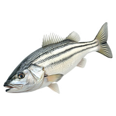 Fototapeta premium Fresh white striped bass fish, isolated on fully transparent png background, White striped bass fish