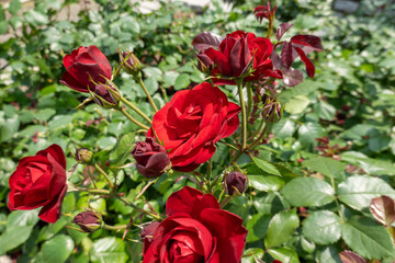 鮮やかな赤い薔薇が咲き誇る初夏の花壇