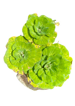 Rossette Water Lettuce