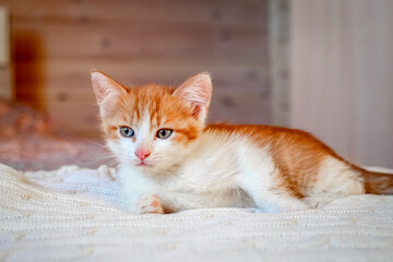 Cute red and white striped kitten on the bed