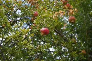 The pomegranate (Punica granatum) is a fruit-bearing deciduous shrub in the family Lythraceae, subfamily Punicoideae. It is a  small tree with multiple spiny branches. 