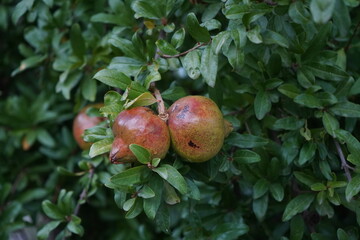 The pomegranate (Punica granatum) is a fruit-bearing deciduous shrub in the family Lythraceae, subfamily Punicoideae. It is a  small tree with multiple spiny branches. 