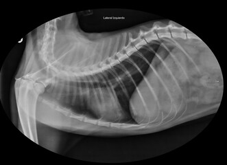 X-Ray Image Showing a Cat’s Lungs and Chest Cavity