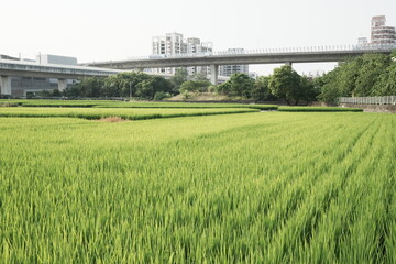 Green rice fields and elevated roads in the distance