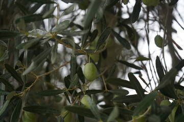 The olive, botanical name Olea europaea (meaning 