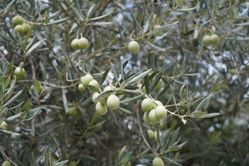 The olive, botanical name Olea europaea (meaning 