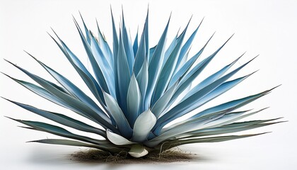 blue agave plant on white background
