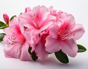 blooming azalea branch with pink flowers on white background