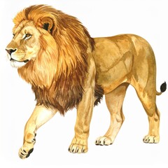 Obraz premium Majestic Male Lion Watercolor Painting