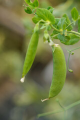 ふっくら実ったエンドウ豆