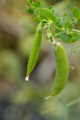 ふっくら実ったエンドウ豆