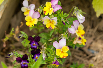 春の花壇に咲くビオラの黄色い花
