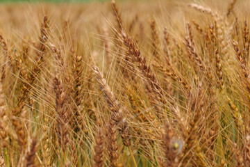 黄金色に輝く実った小麦
