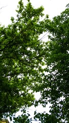 Obraz premium close up of a plants