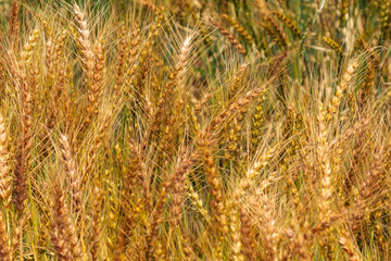 黄金色に輝く実った小麦
