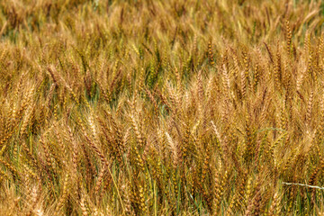 黄金色に輝く実った小麦
