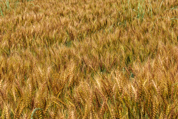 黄金色に輝く実った小麦
