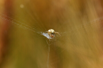 クモの巣の中心で獲物を待つ