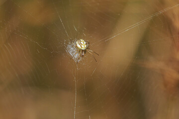 クモの巣の中心で獲物を待つ