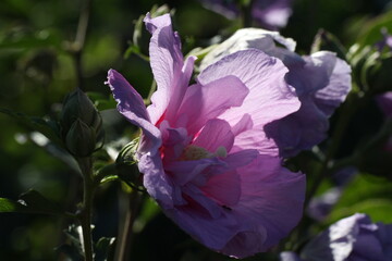 hibiskus © Hubert