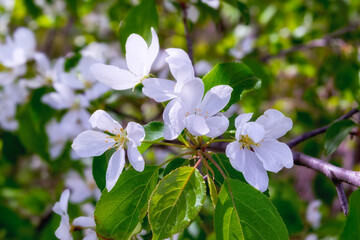 Branch of a wild apple tree with white flowers in spring.