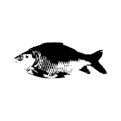 Silhouette vector illustration of a carp fish isolated on white background