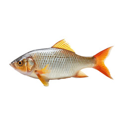 Realistic Vector Illustration of a Fish with Orange Fins