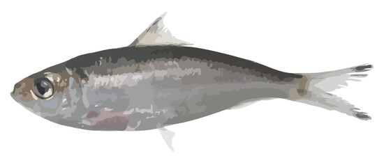 Detailed Vector Illustration of a Herring Fish