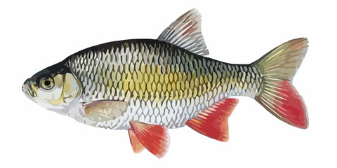 Vector Illustration of a Common Rudd Fish
