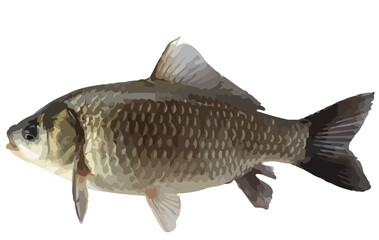 Vector illustration of a Crucian carp fish isolated on white background