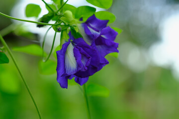 Beautiful butterfly pea flowers  on a nature background