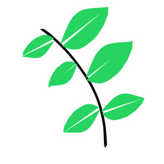 green leaves isolated on white background