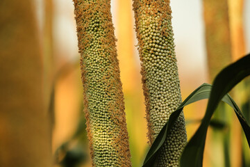 Close-up view of the pearl millet head. millet or sorghum plant views in a farmland, cultivation pearls millet fields, and seed in farm, Bajra in the field. Millet field in India millet plants.