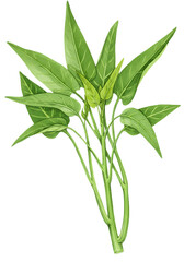 Fototapeta premium Green leafy plant with elongated leaves stalks drawn with fine detail against a smooth light green background