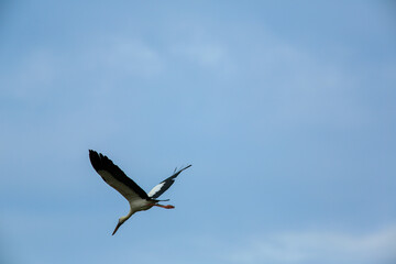 bird is looking for prey on a tree branch.