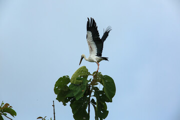 bird is looking for prey on a tree branch.