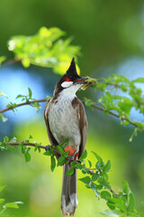 bird is looking for prey on a tree branch.