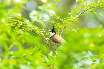 bird is looking for prey on a tree branch.