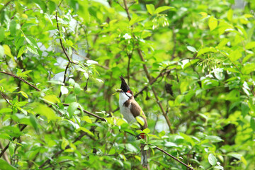 bird is looking for prey on a tree branch.