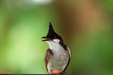 bird is looking for prey on a tree branch.