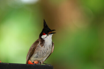 bird is looking for prey on a tree branch.