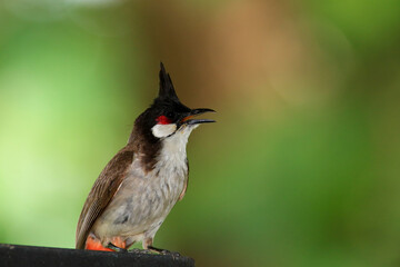 bird is looking for prey on a tree branch.