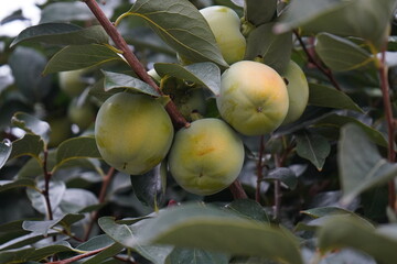 Diospyros kaki, the Oriental persimmon, Chinese persimmon, Japanese persimmon or Kaki persimmon is the most widely cultivated species of the genus Diospyros. 