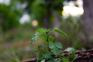 A vibrant green seedling with textured leaves sprouts from the dark earth, against a blurred, sun-dappled green background, symbolizing new beginnings and growth.

