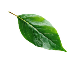 Obraz premium Fresh green leaf against a bright backdrop for nature design, cut out transparent