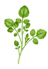 Naklejka premium Green plant with round leaves and stems on a green background