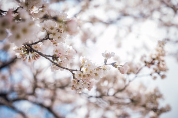 Sakura blossoms at Lake Kawaguchi, Japan 
