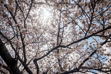 Sakura blossoms at Lake Kawaguchi, Japan 